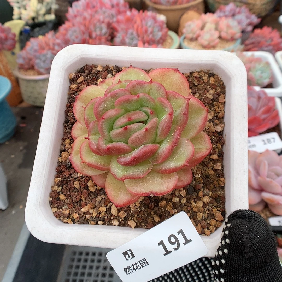 191梦露香莱尔多肉植物