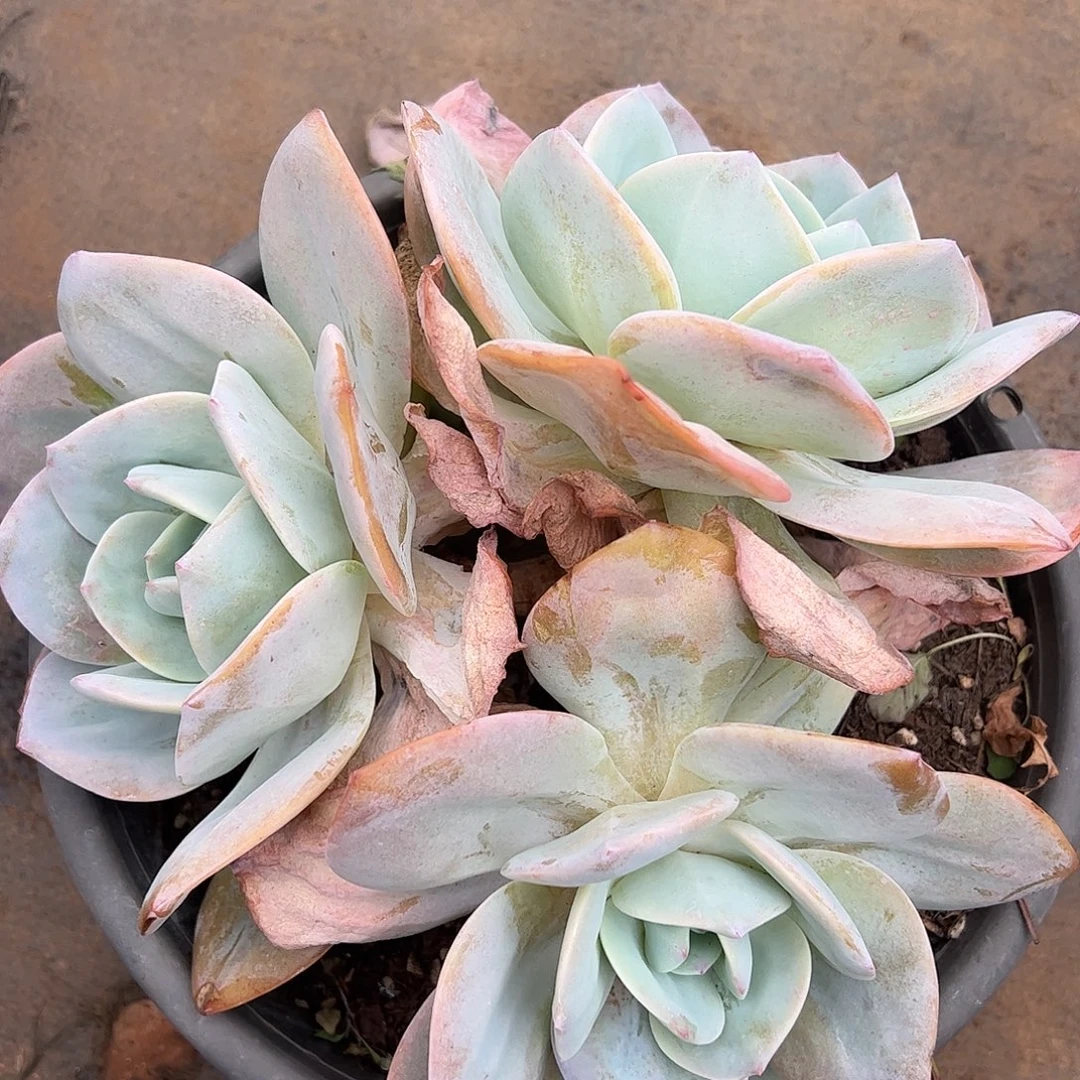 国产奶茶，一物一拍