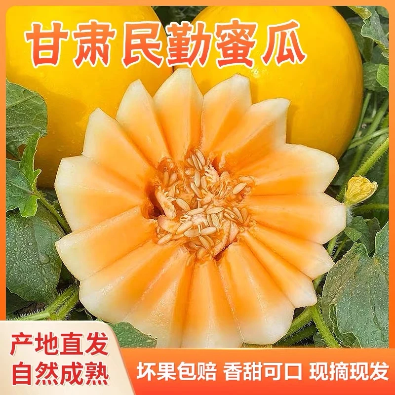 【民勤蜜瓜】正宗头茬民勤蜜瓜应季水果原产地现摘现发包邮
