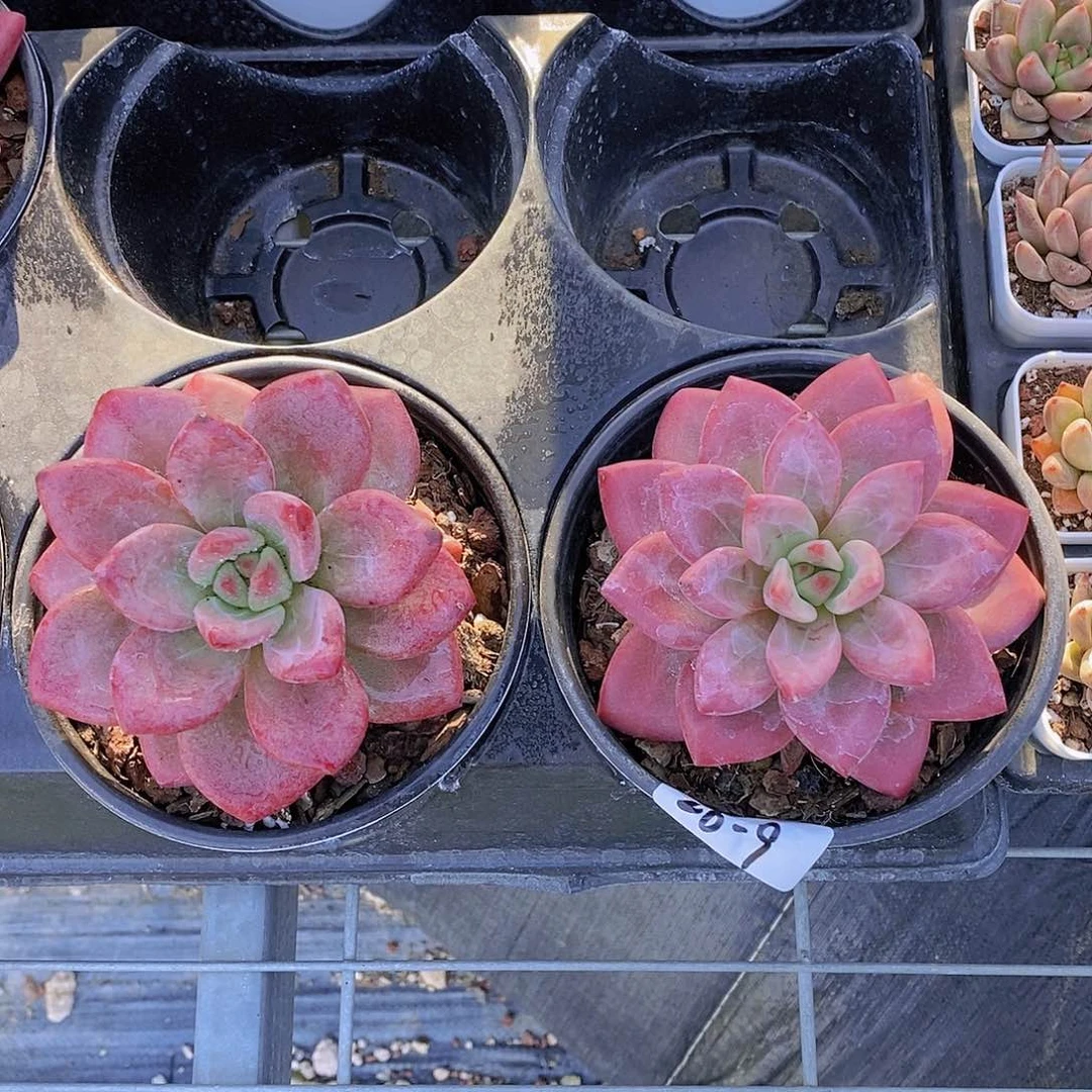 26-9-赫菲斯托大单头福利一颗量拍
