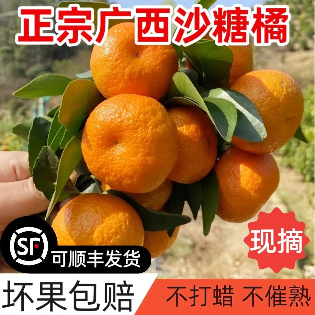 【顺丰包邮】广西正宗砂糖橘农家自种新鲜采摘当季水果9分甜1分酸