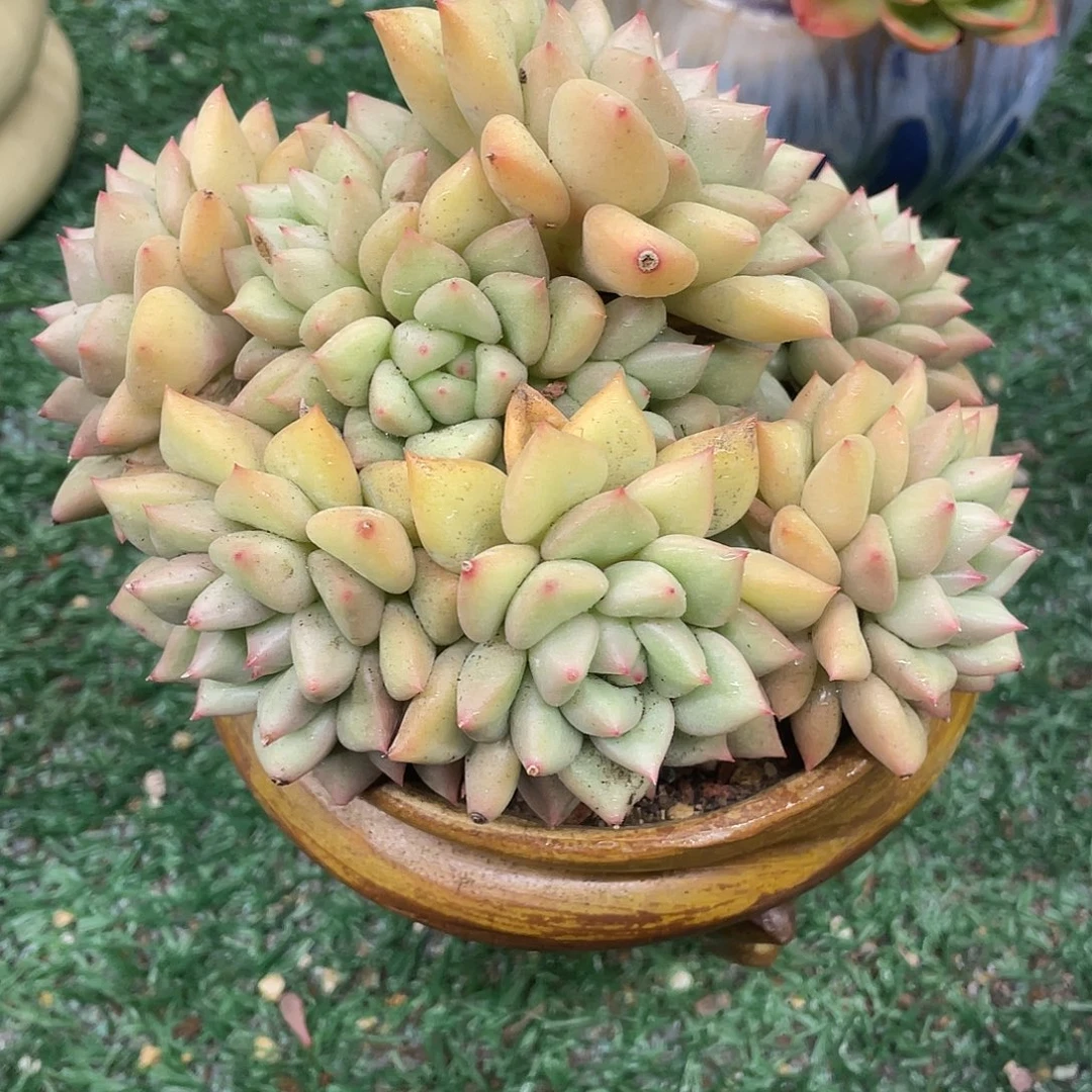 黄金象牙一物一拍28包邮非偏远