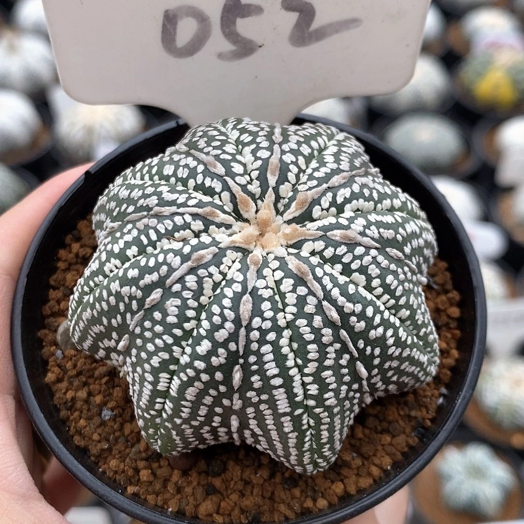 普*旺052奇迹海星系列产品