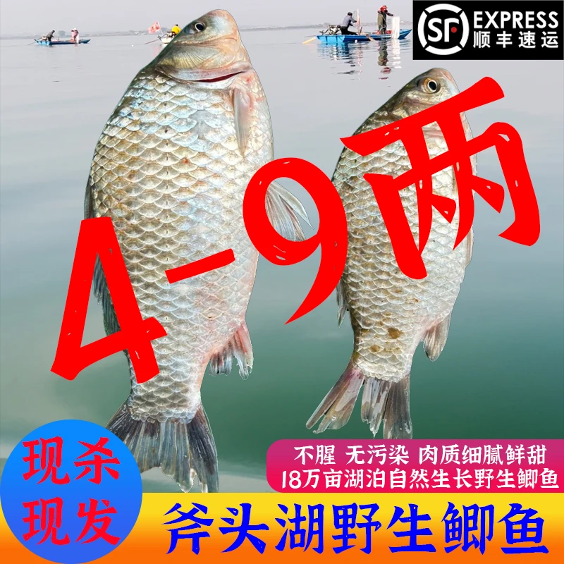 5斤（单条4-9两）斧头湖野生鲫鱼现捞现杀现发顺丰包邮