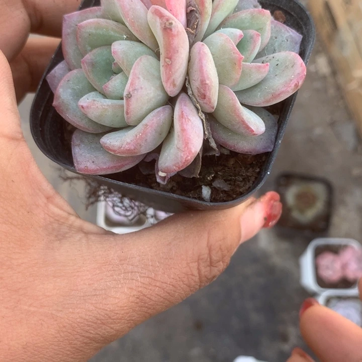 泡芙双。（满9.99包邮不满9.98发空盆）