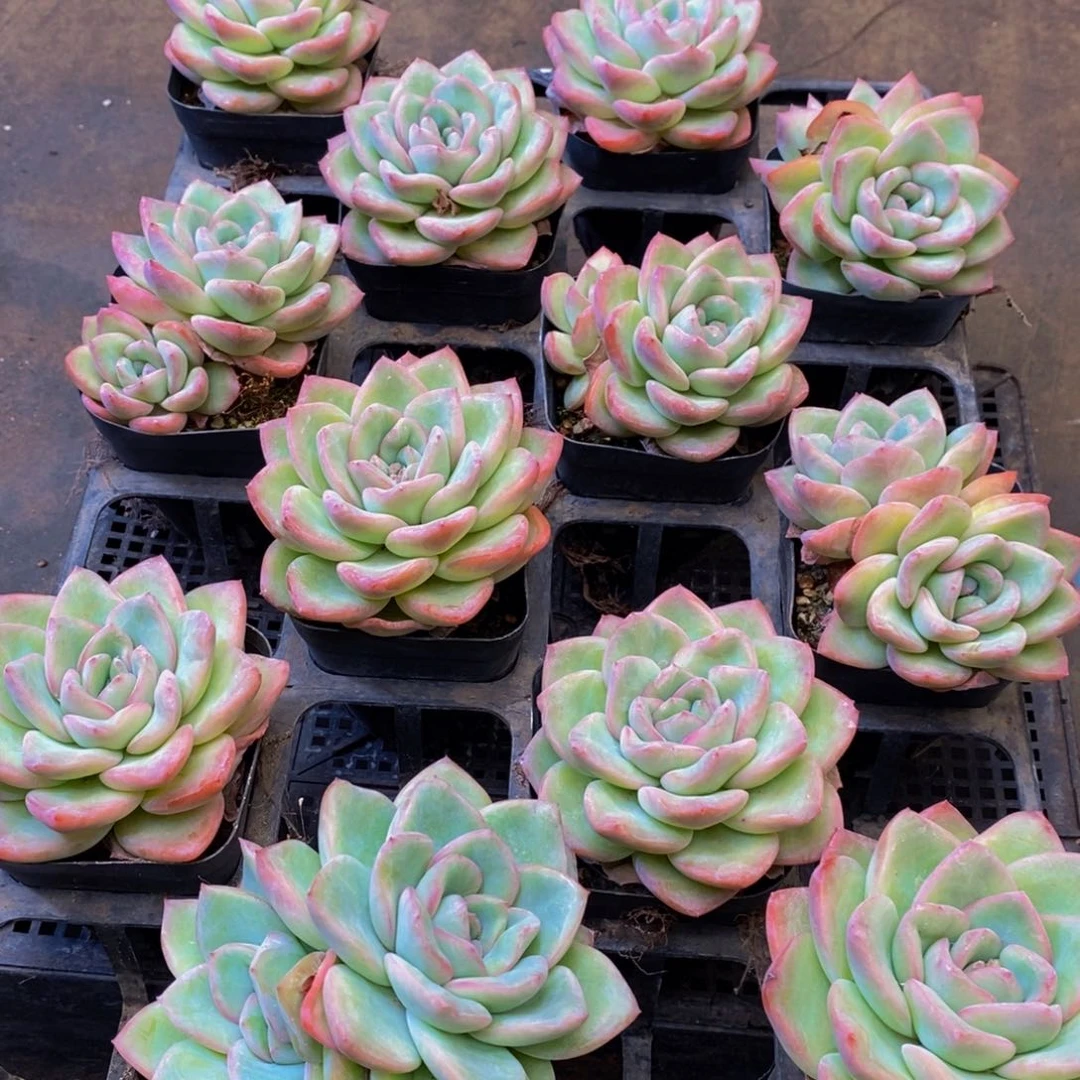 小****i583多肉植物保护研究所