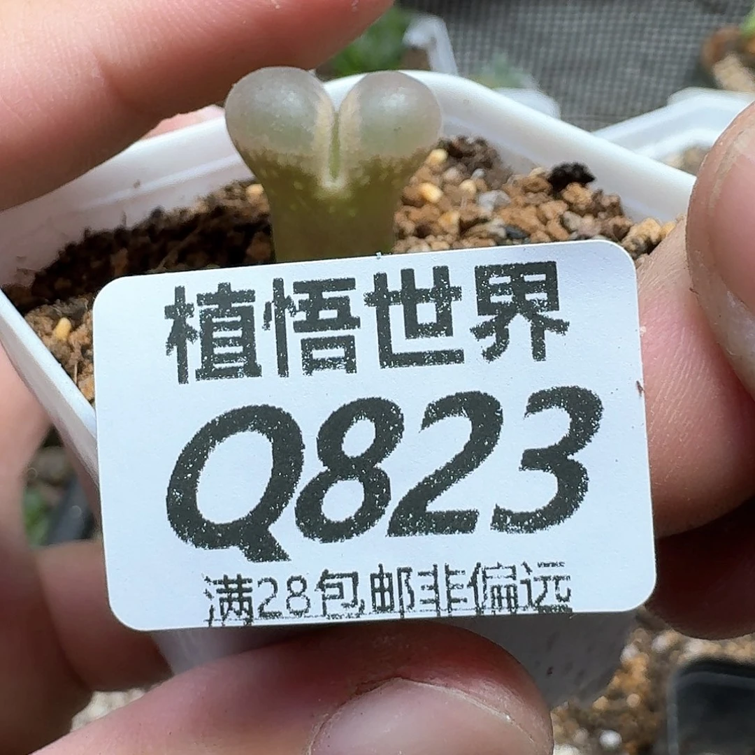 多肉植物的人生吃j