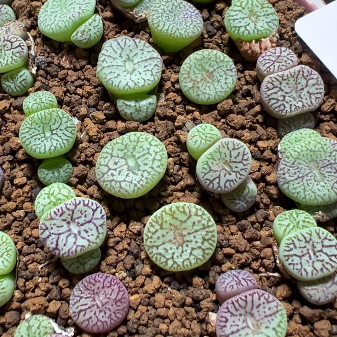 1-92量拍密文安贞杂墨5颗