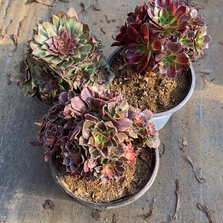 3盆多肉断头不包611