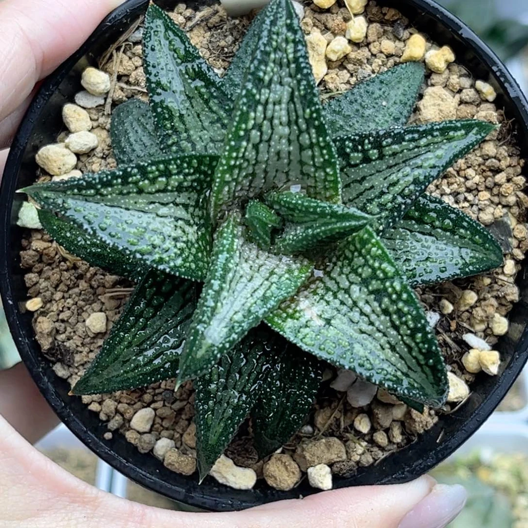 86锦带桥福利专场