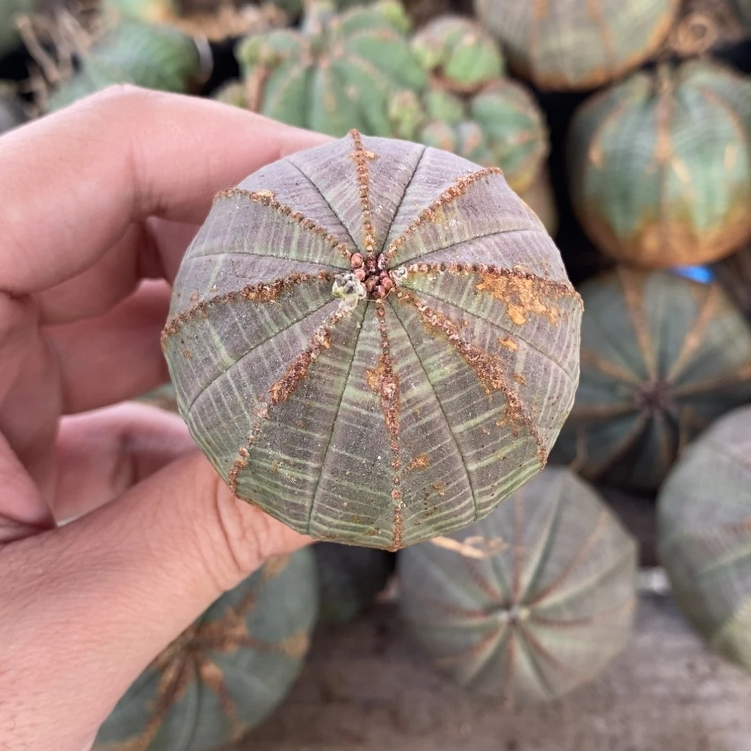 9 欧系实生布纹球多肉植物