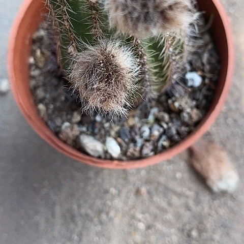 香橙多丽花236643