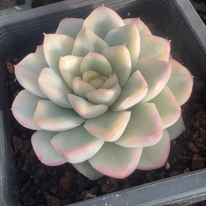 血鸢锦一物一拍锦龙