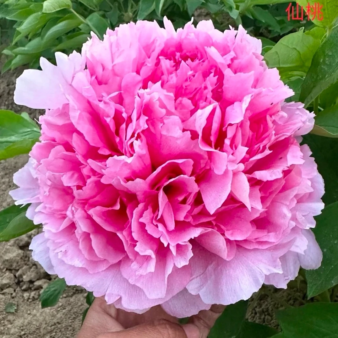 【国色天香】仙桃 粉色系精品牡丹菏泽牡丹园对版发货