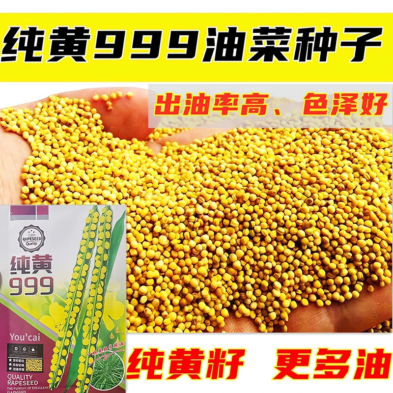 纯黄999三月黄油菜种子秋季油菜籽品种非转基因耐寒优质南方秋播