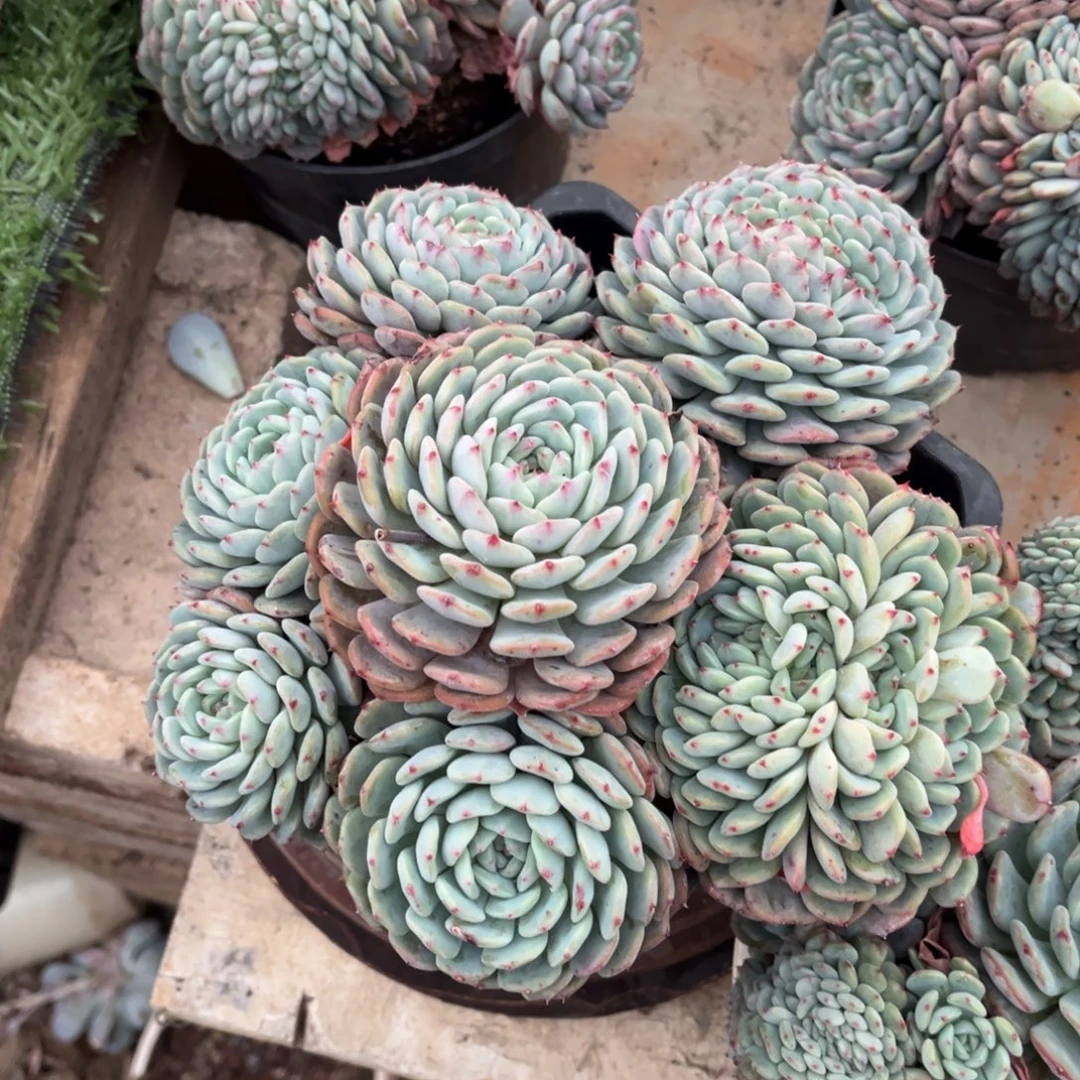 大部分开放少量花苞白胖子缀化手捧