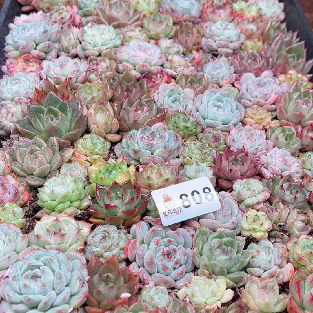 多肉植物多肉植物