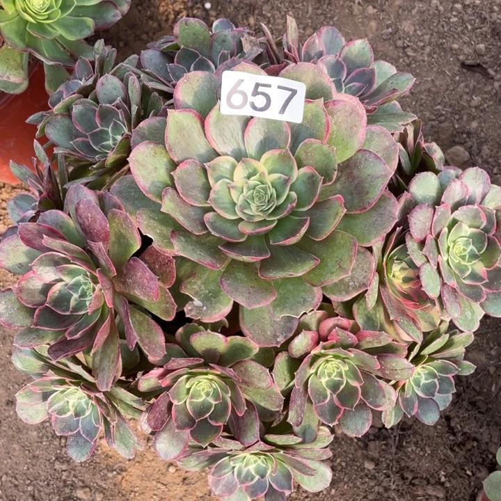 无花朵657粉花妖多肉植物