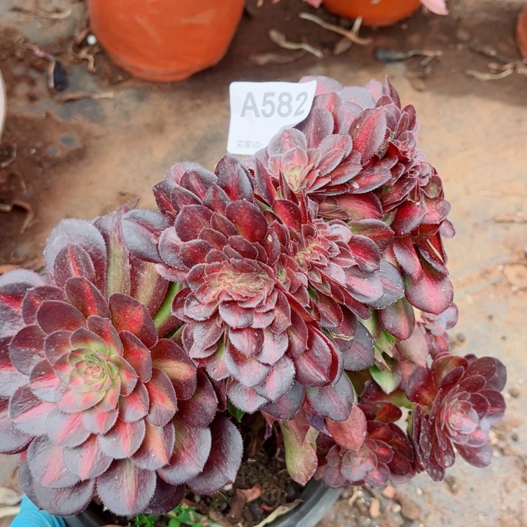 582号抹茶缀化多肉植物