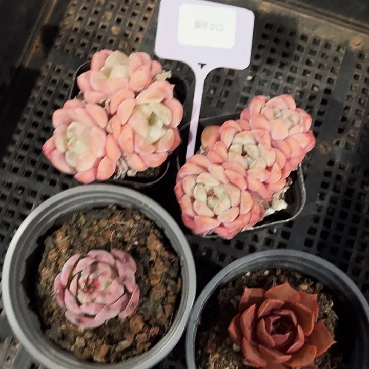 啊***ʔ框拍         010号