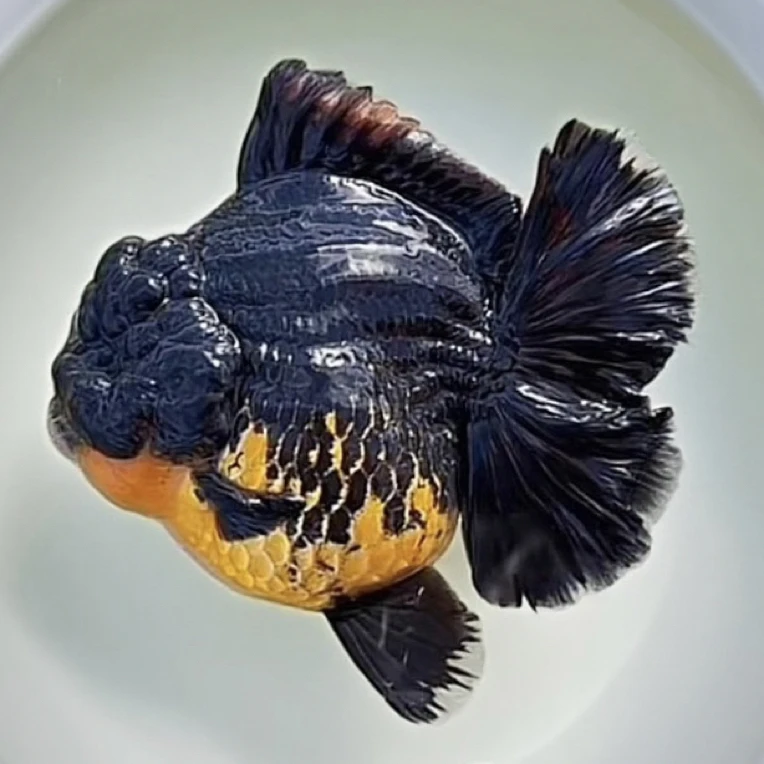 兰寿泰狮金鱼直播