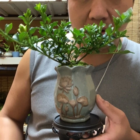 红陶一物一拍所见即所得177