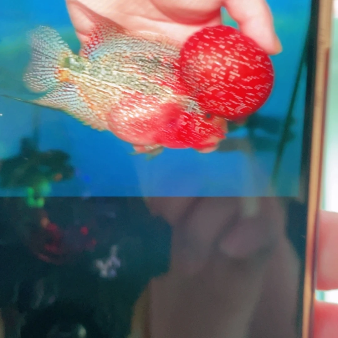 y***n罗汉鱼鸿运当头罗汉鱼