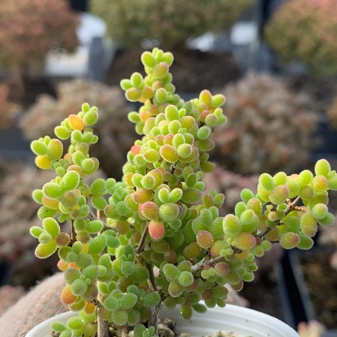 蜜橘糖球4463枝干番杏