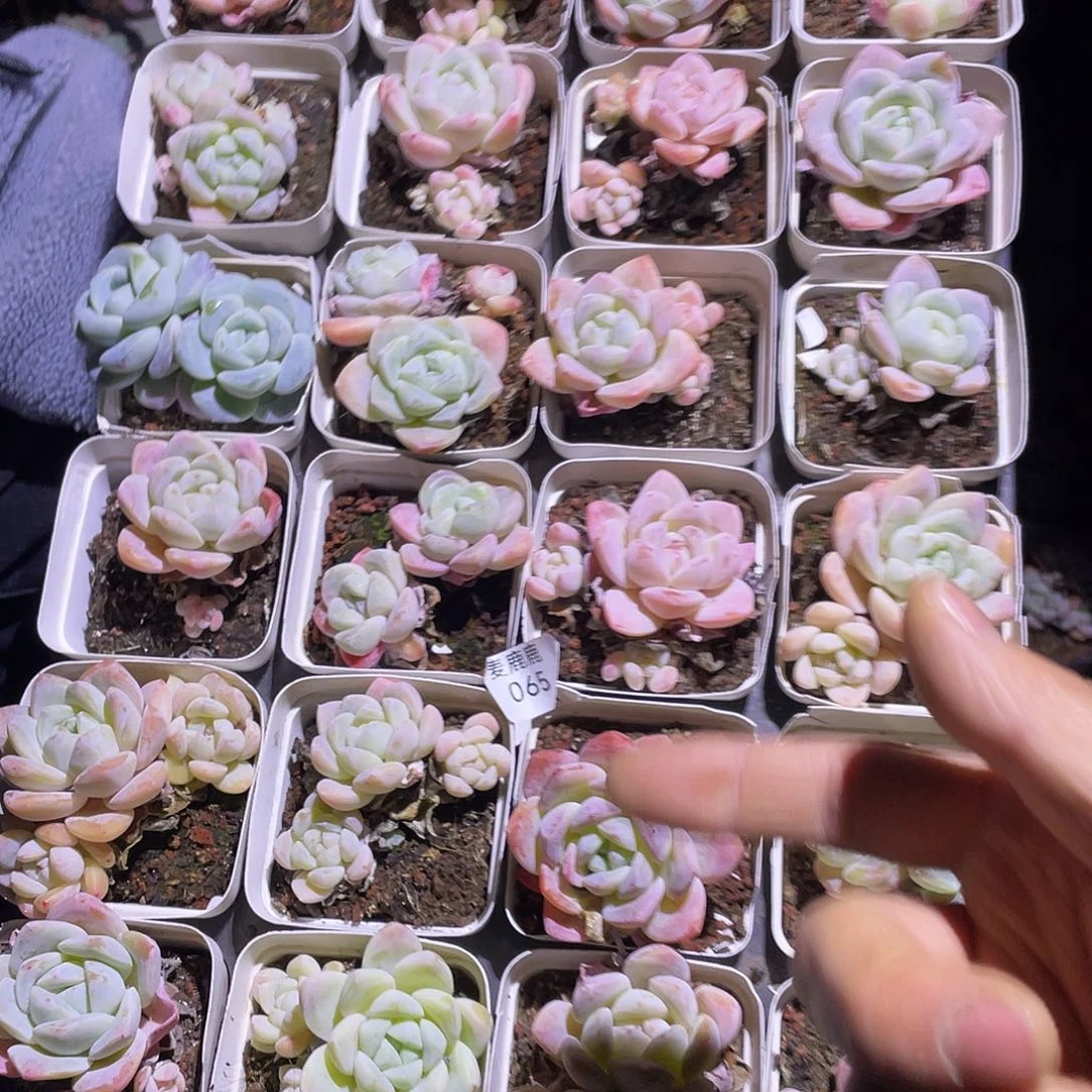 065。     冰玉带筐 24 盆