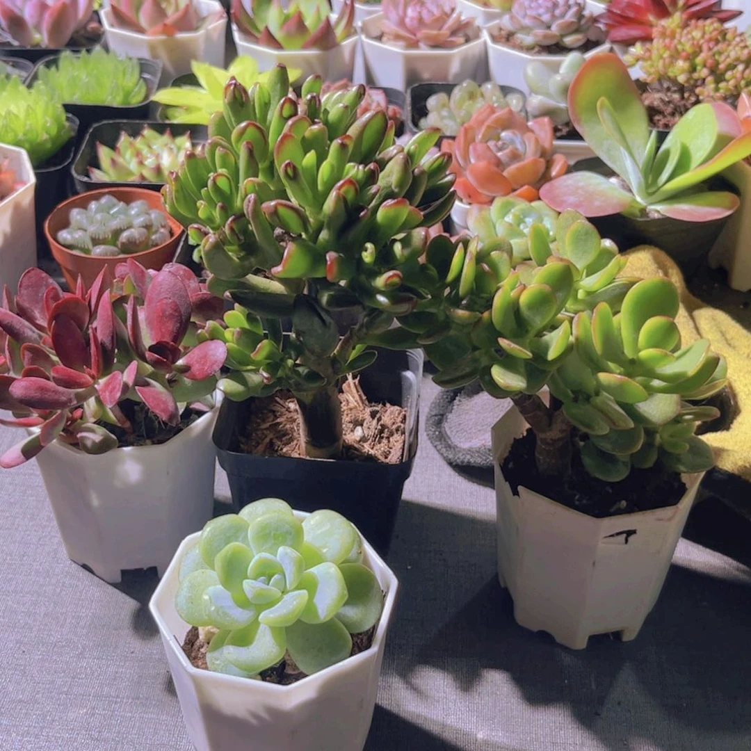 紫蝶。 招财猫。摇钱树。冰玉