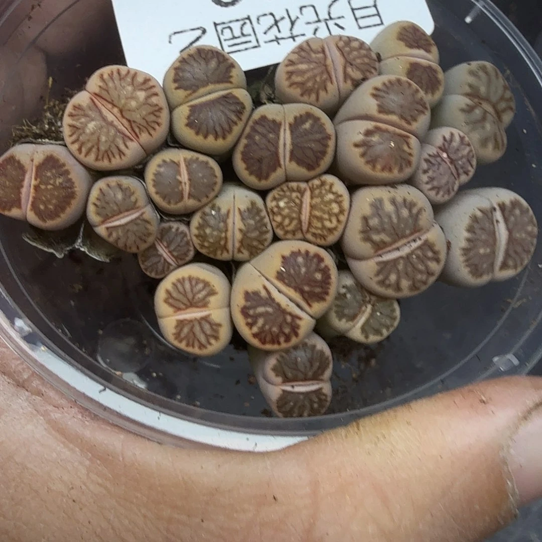 这个点睡起来都会609哈哈