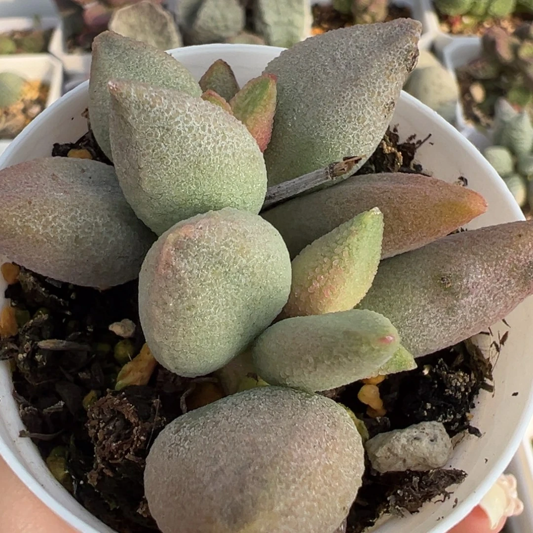哈弗多头纯木质桩多肉植物