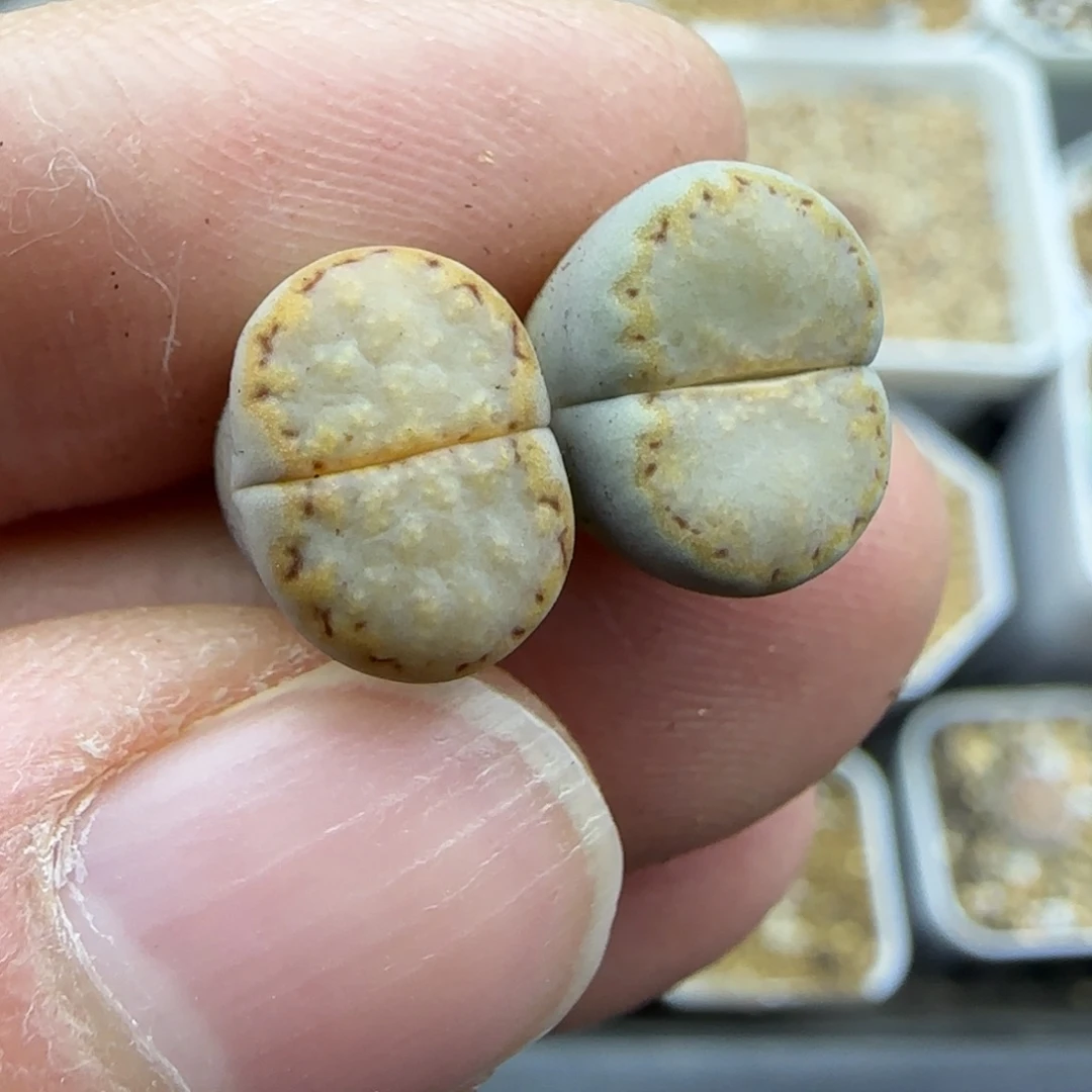 546开播福利一对饼干