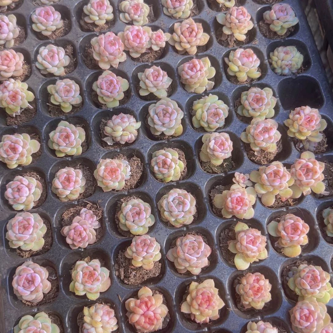 蜡像一整盘精品多肉