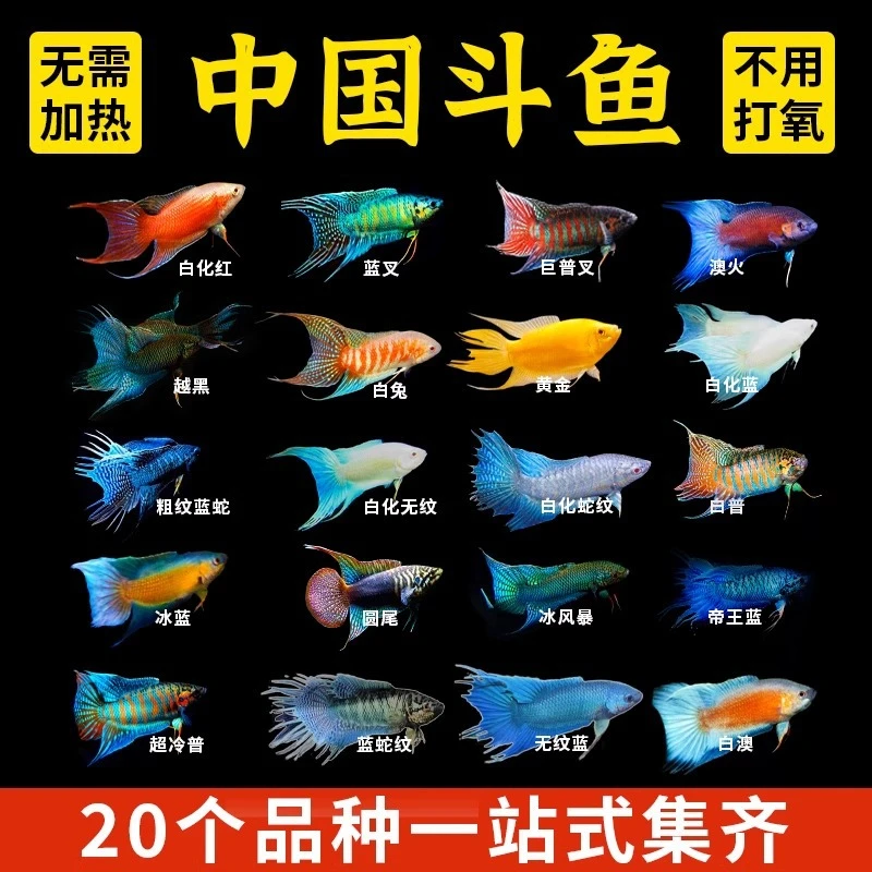 国斗直播专用链接1号斗鱼鱼观赏鱼