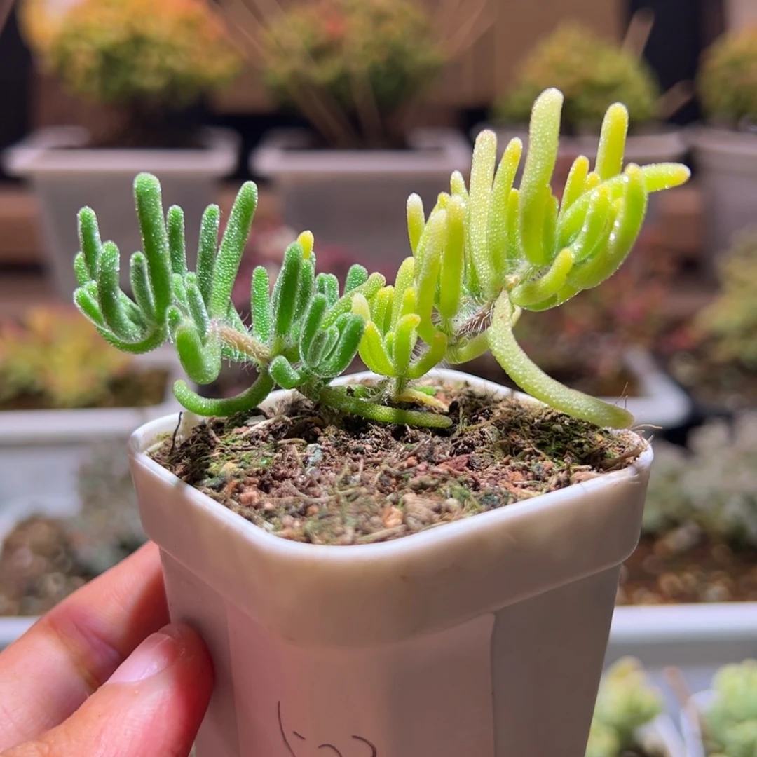 503荧光兔锦一物一拍包开箱