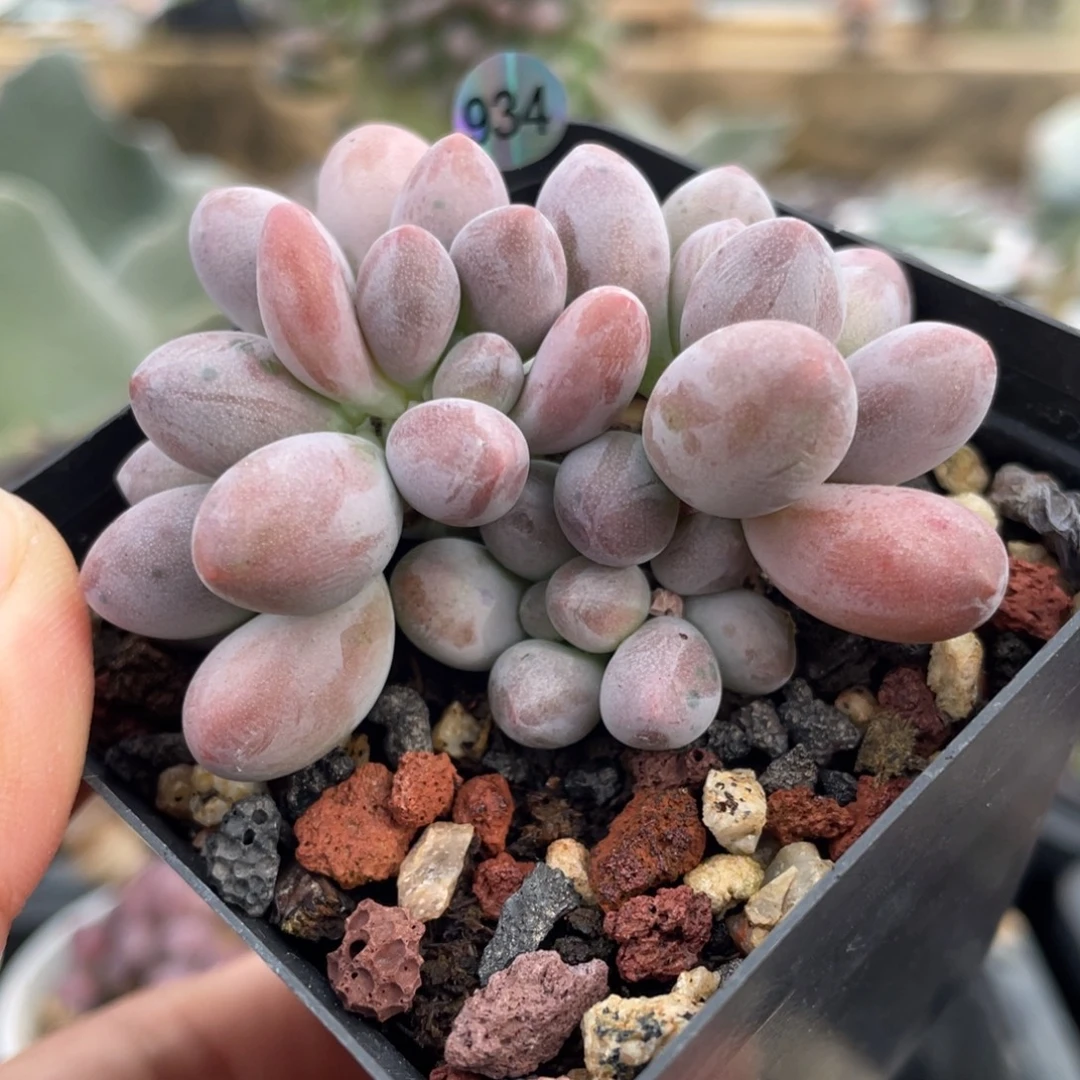 仙子奶酪多肉植物