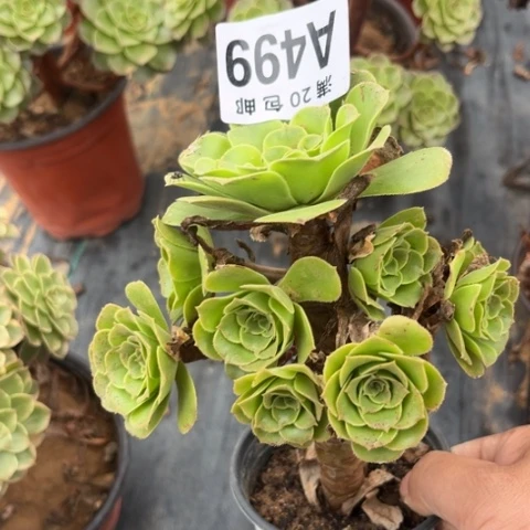 499绿羊绒不包断枝
