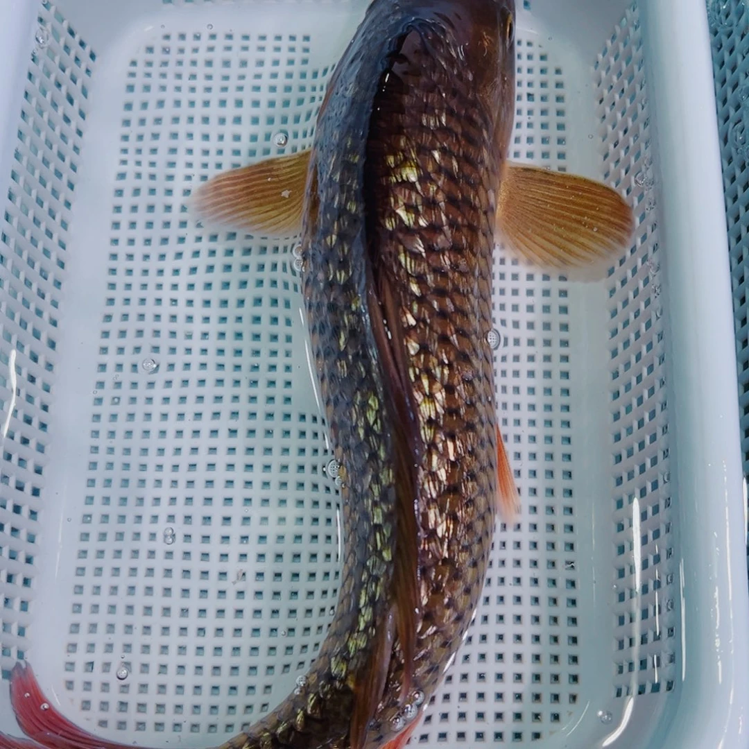 锦鲤锦鲤冷水鱼观赏