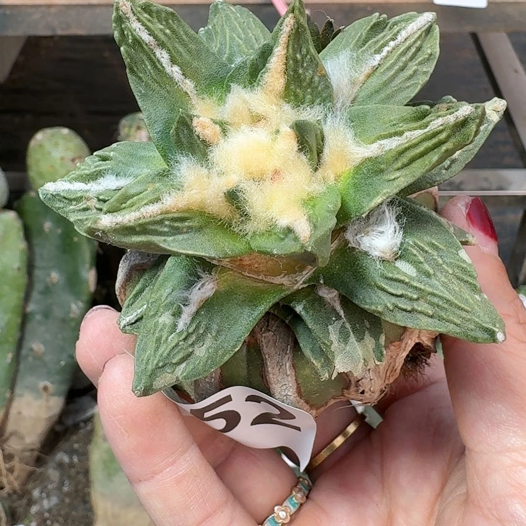 全部花朵勾尤怒涛252