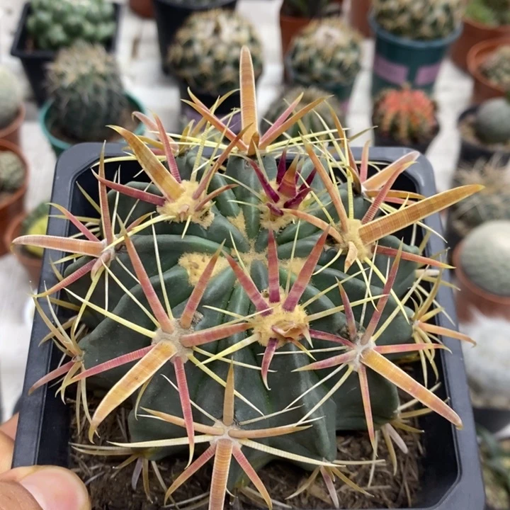 宽刺日出特价福利