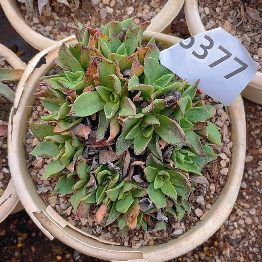 【闪购商品】丹*绿体大法