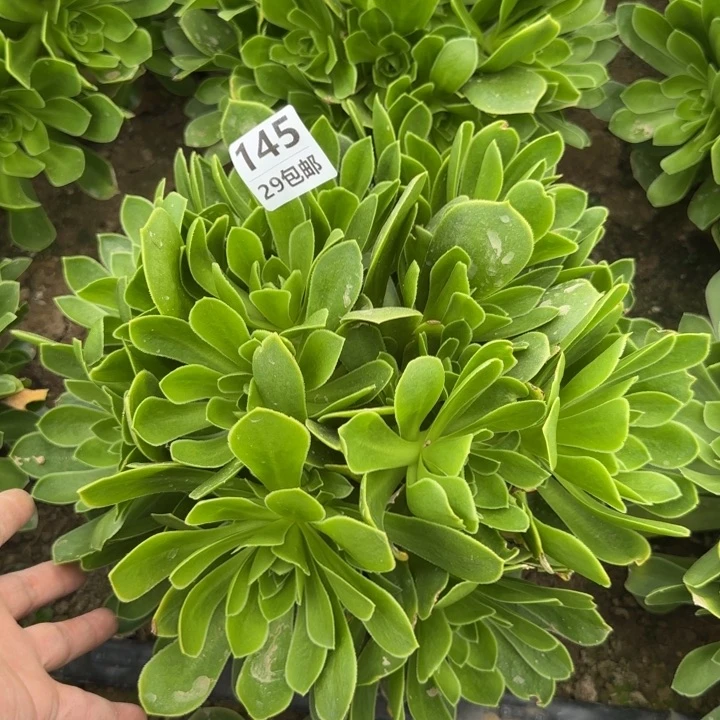 魅灵玫瑰……多肉植物……