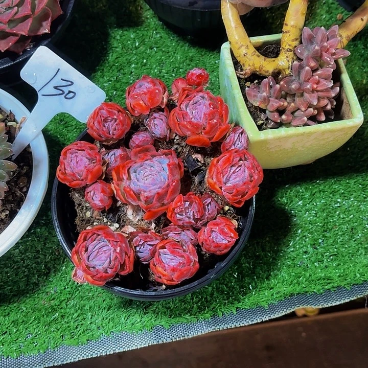 用***2丽娟花卉西娜多头