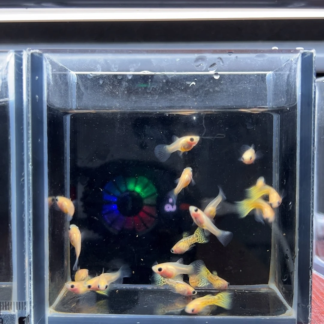 孔雀鱼黄蕾丝玻璃猫20条