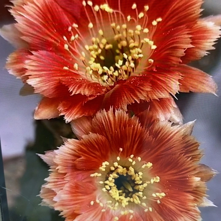 香香羽毛丽花侧芽3公分左右