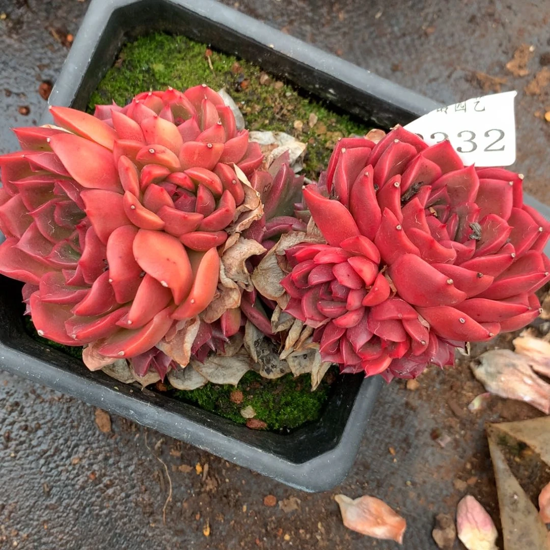 2332杂交多肉老桩