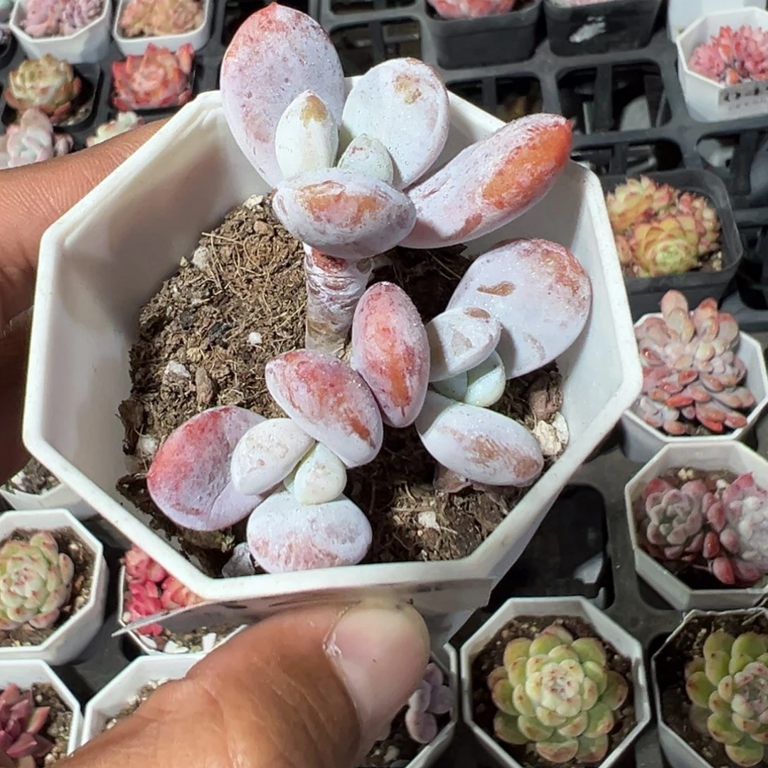 823号三头雪美人一物一拍满18包邮