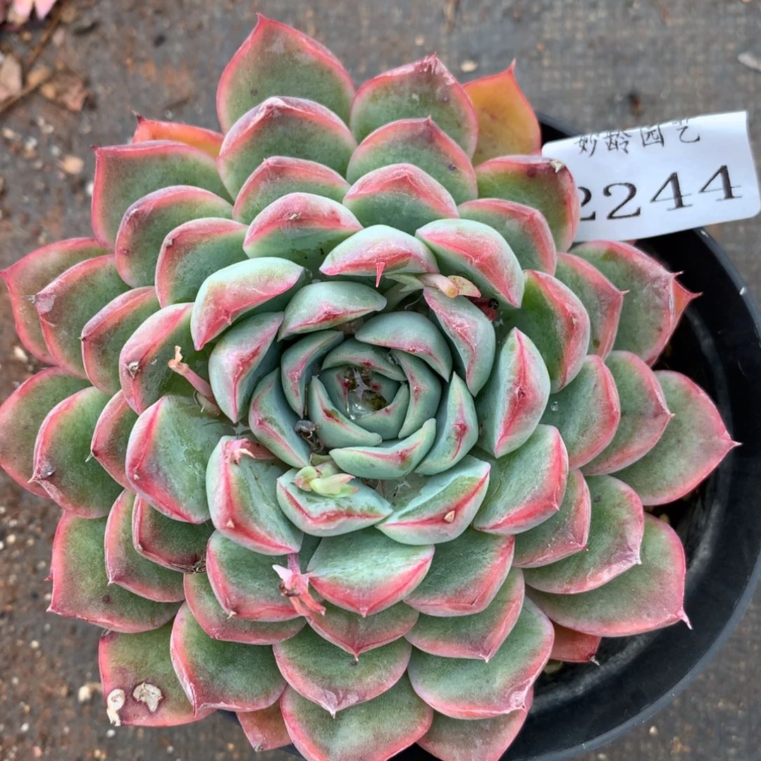 2244杂交精品基地10厘米