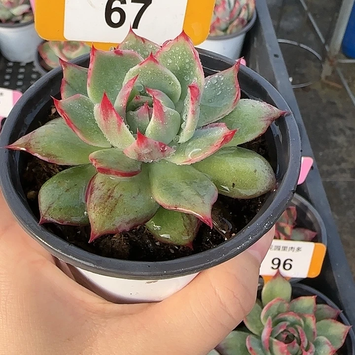 67 惊鸿仙子多肉植物6-9cm